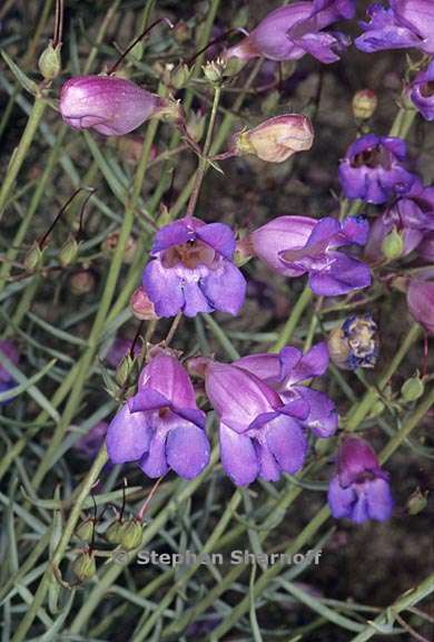 penstemon incertus 2 graphic